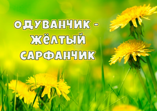 Поговорим об одуванчиках!