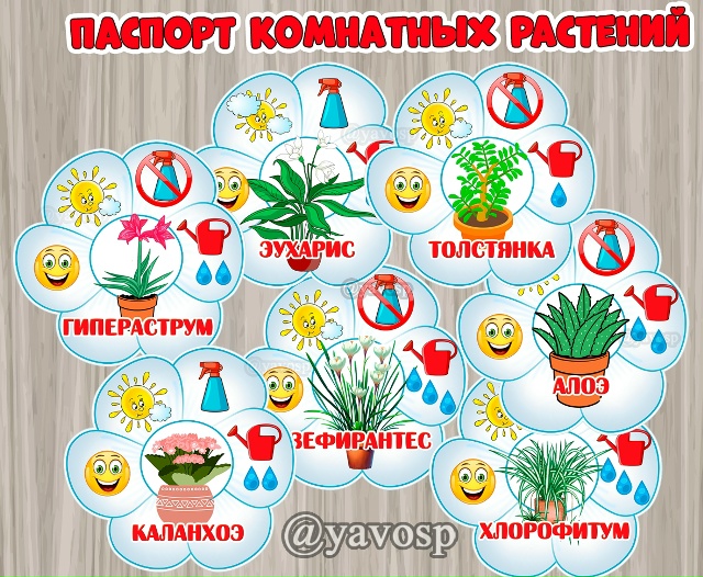 Паспорт комнатных растений