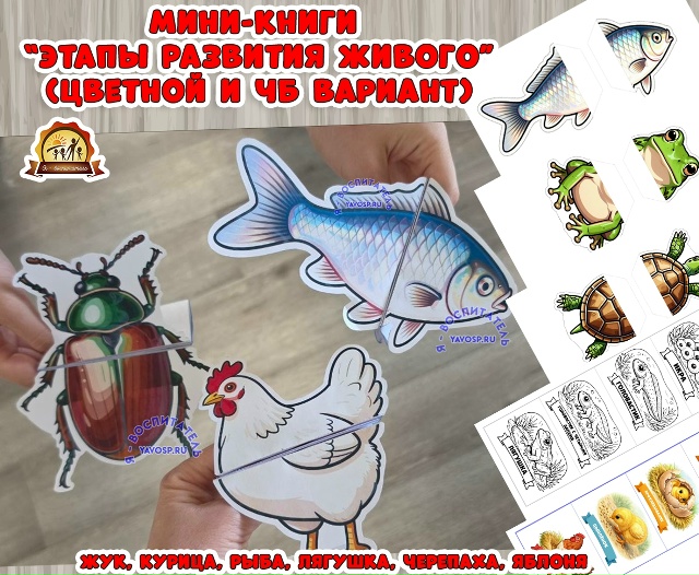 Мини - книжки раскладушки "Этапы развития"