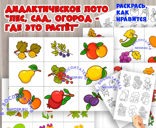 Игра «Леса, сад, огород — где это растёт?»