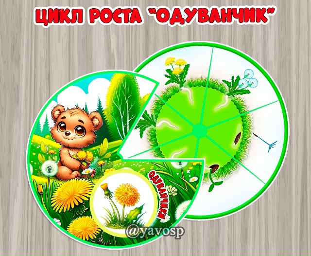 Цикл роста "Одуванчики"