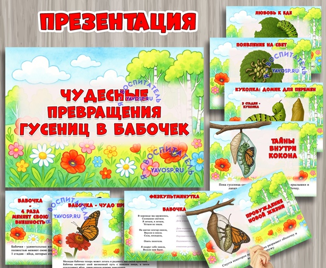 Презентация «Чудесные превращения гусениц в бабочек»
