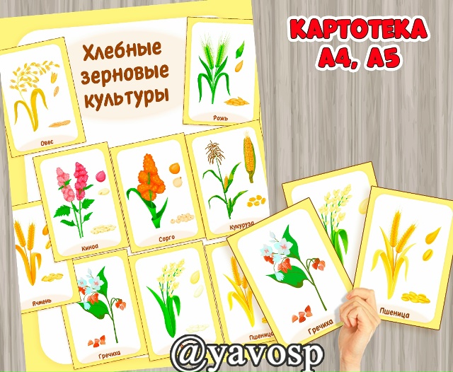 Картотека "Хлебные зерновые культуры"