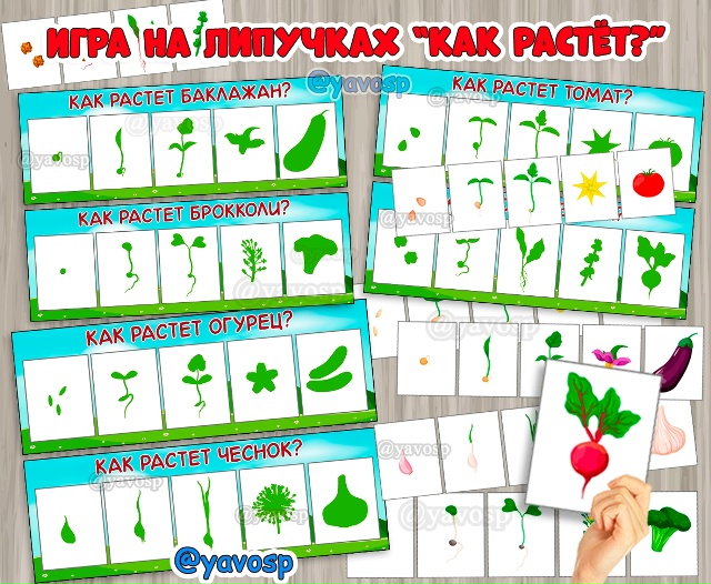 Как растут растения? - дидактическая игра
