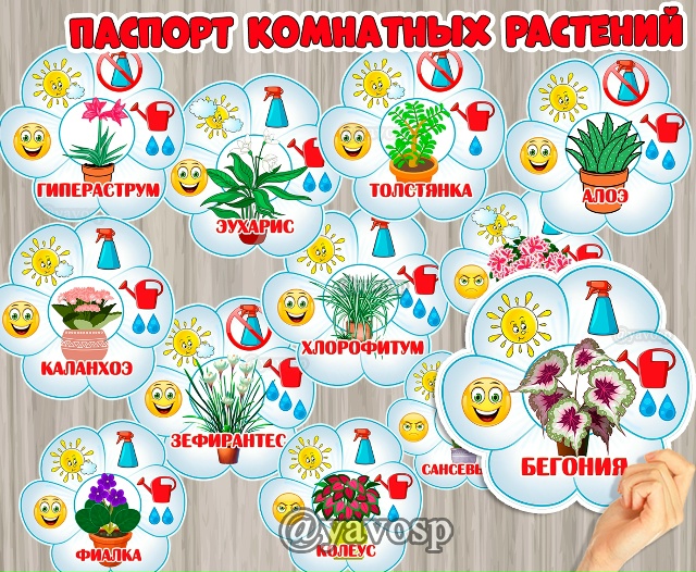 Паспорт комнатных растений