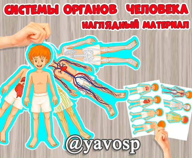 Системы органов человека 📌