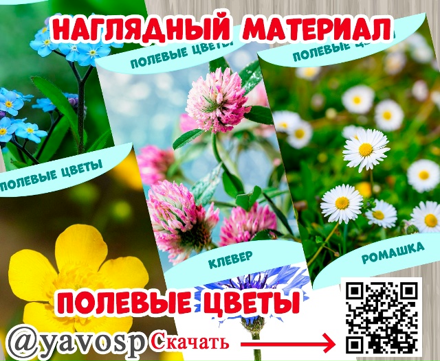 Наглядный материал "Полевые цветы"