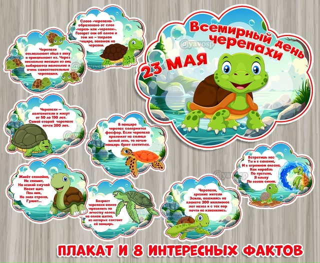 23 мая - День черепахи